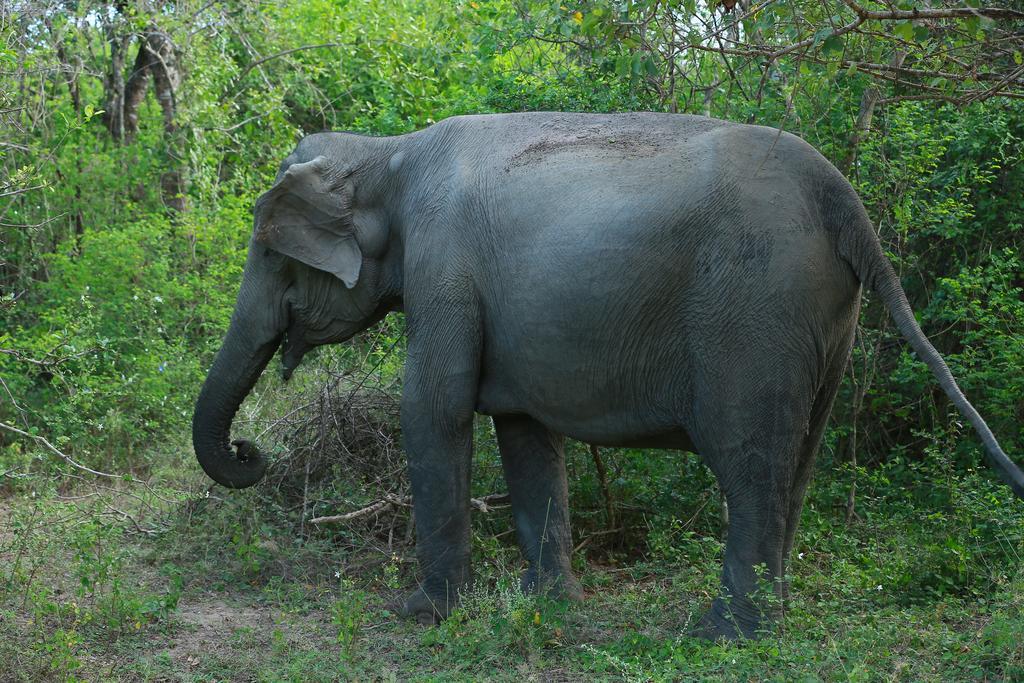 Shangri-Lanka Village Тисамахарама Екстериор снимка